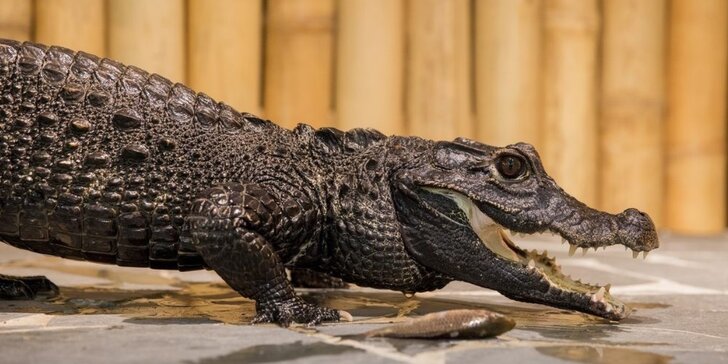 Vstupenka pro dospělého do Krokodýlí Zoo Praha aneb Vodní plazi naživo