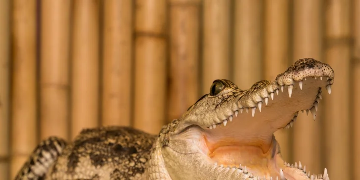 Vstupenka pro dospělého do Krokodýlí Zoo Praha aneb Vodní plazi naživo