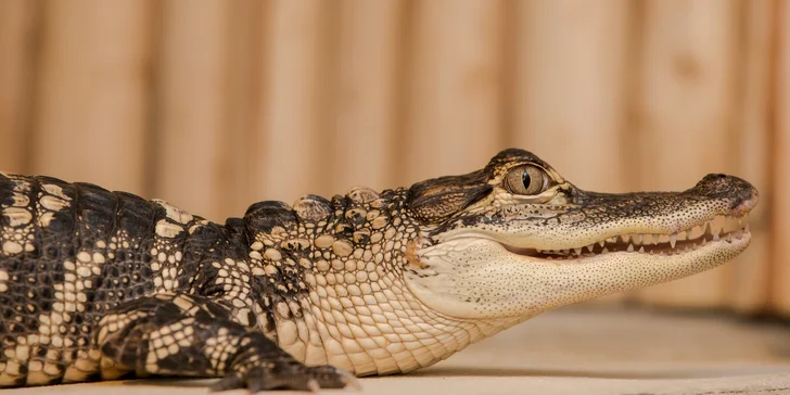 Vstupenka pro dospělého do Krokodýlí Zoo Praha aneb Vodní plazi naživo