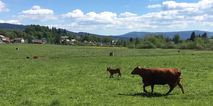 Pobyt v pravé šumavské roubence: jaro se snídaní či polopenzí, slevami a vstupem do bazénu