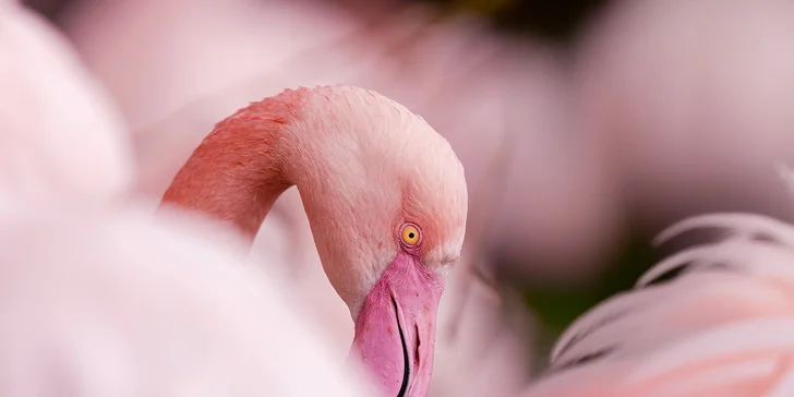 Plameňák, zoo Brno.