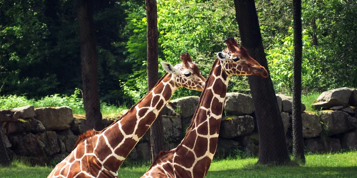1denní výlet do Norimberku a místní ZOO s delfináriem a možnost prohlídky města