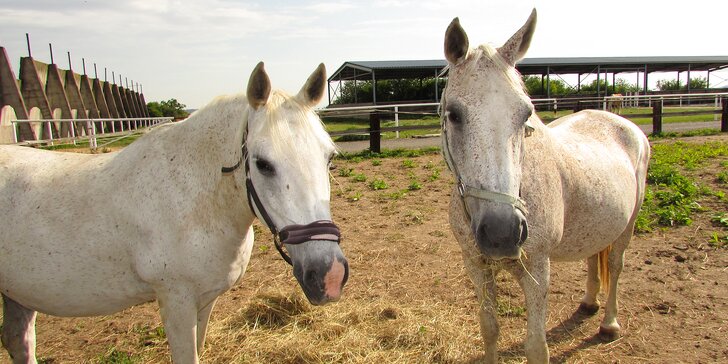 2,5hodinová návštěva ranče s jízdou na koni i krmením zvířátek