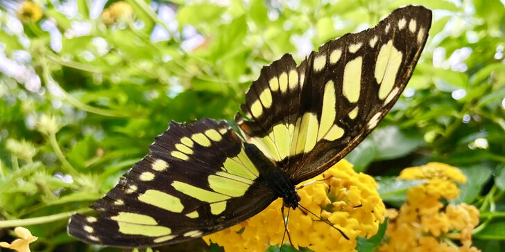 Vstupenka do motýlí zahrady v Liptovském Mikuláši
