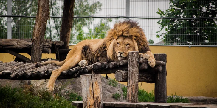 Vstupenky do zoo plnej kráľovských šeliem: zážitok pre celú rodinu