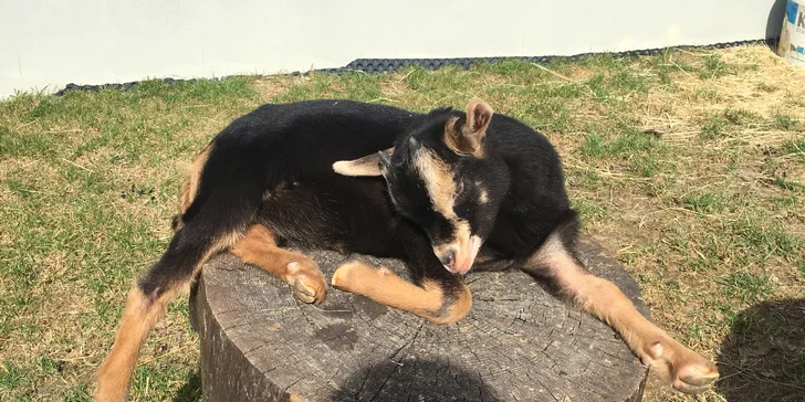 Celodenní vstup na minigolf a do zoo farmy pro 2 osoby nebo celou rodinu