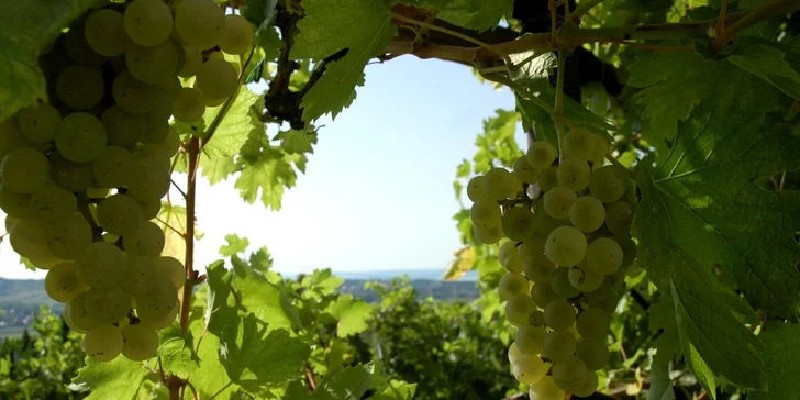 Vinice