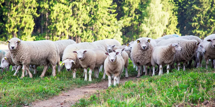 Exkurze na statku v jižních Čechách: pastviny i sýrárna s degustací