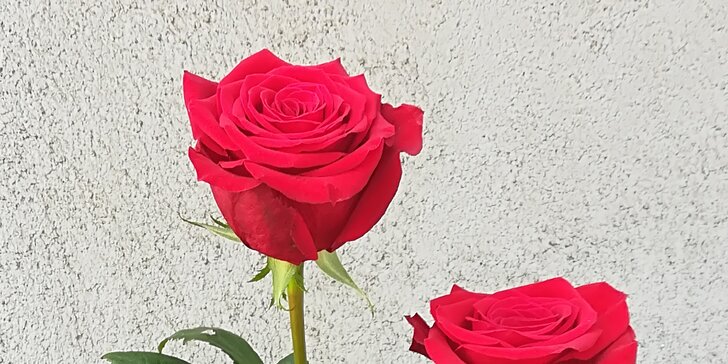 Překvapení, které vykouzlí úsměv na rtech: růže v délce až 70 cm