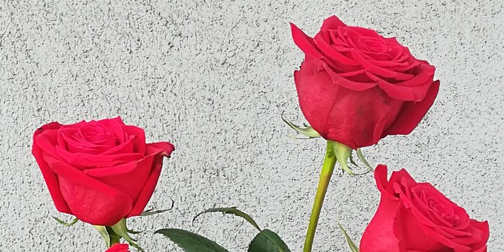 Překvapení, které vykouzlí úsměv na rtech: růže v délce až 70 cm