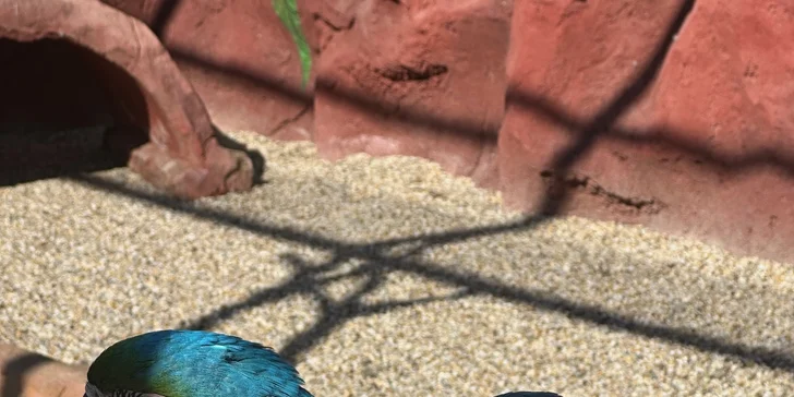 Dominantou areálu je zoo so štyridsiatimi druhmi exotických i hospodárskych zvierat, vtákov a lesnej zveri zo 6 kontinentov sveta. 