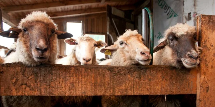 Zájezd do Vysokých Tater: 3 noci s polopenzí, Gazdovský dvůr, hory i pltě