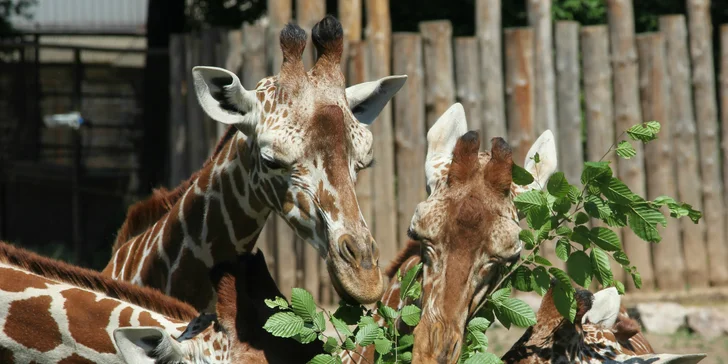 Celodenní vstupy do Zoo Brno: speciální prohlídky s průvodcem