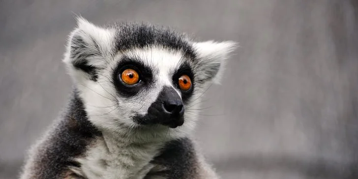 Celodenní vstup do Zooparku Zájezd: lemuři, chameleoni, surikaty i králíci