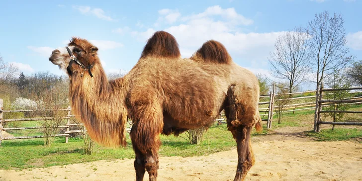 Celodenní vstup do Zooparku Zájezd: lemuři, chameleoni, surikaty i králíci