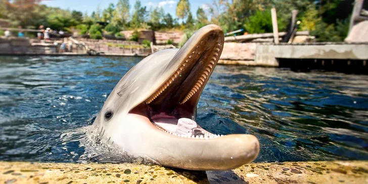 1denní výlet do Norimberku: zoo s delfináriem, možnost prohlídky města