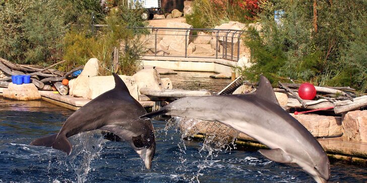 1denní výlet do Norimberku: místní zoo s delfináriem a možnost prohlídky města
