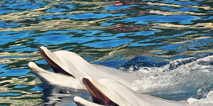 1denní výlet do Norimberku: zoo s delfináriem, možnost prohlídky města