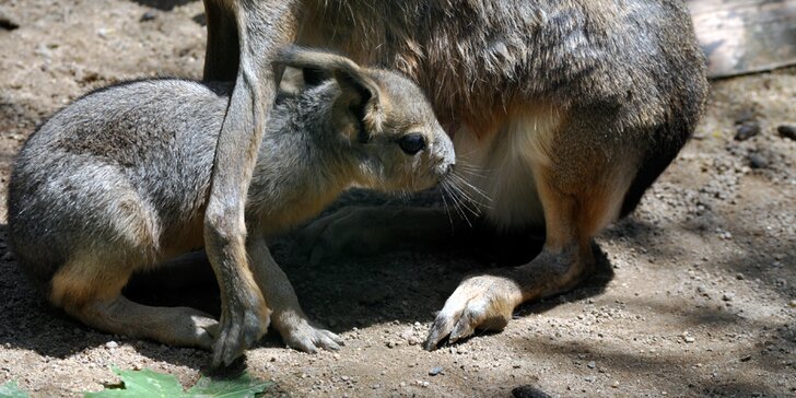 Celodenní vstupné do Zooparku Zájezd: lemuři, opičky, lamy, surikaty i králíci