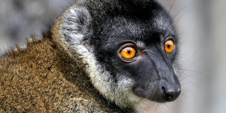 Celodenní vstup do Zooparku Zájezd: lemuři, chameleoni, surikaty i králíci