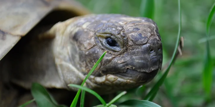 Celodenní vstup do Zooparku Zájezd: lemuři, chameleoni, surikaty i králíci