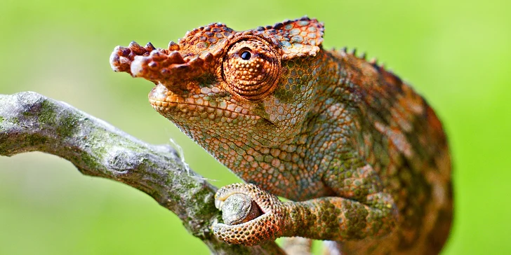 Celodenní vstup do Zooparku Zájezd: lemuři, chameleoni, surikaty i králíci