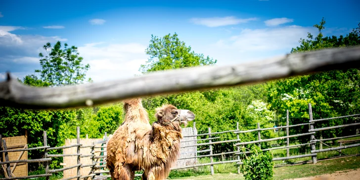 Celodenní vstup do Zooparku Zájezd: lemuři, chameleoni, surikaty i králíci