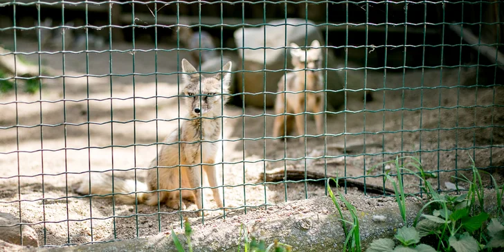 Celodenní vstup do Zooparku Zájezd: lemuři, chameleoni, surikaty i králíci