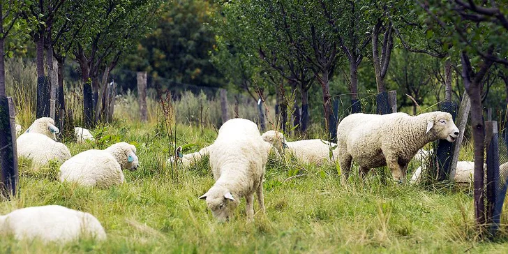 Pobyt v moderním srubu: příroda, exkurze do palírny, romantika i rybaření