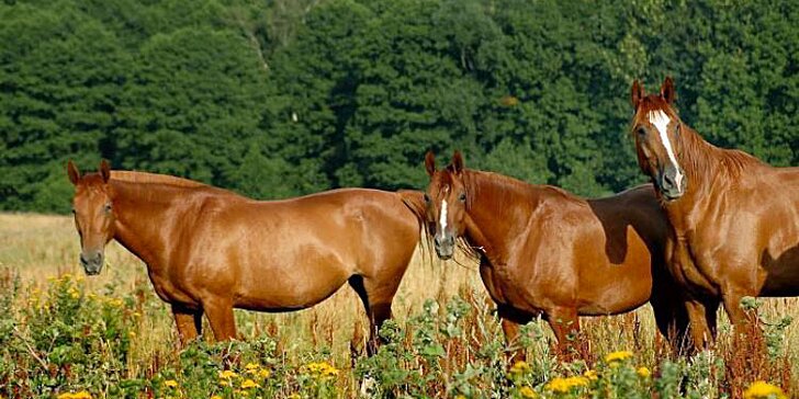 Pobyty na farmě Vysoká: romantika, relaxace i nevšední zážitky s koňmi