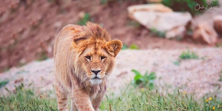 Nakrmte si krále zvířat: Rodinný pobyt s VIP vstupem do ZOO zadními vrátky