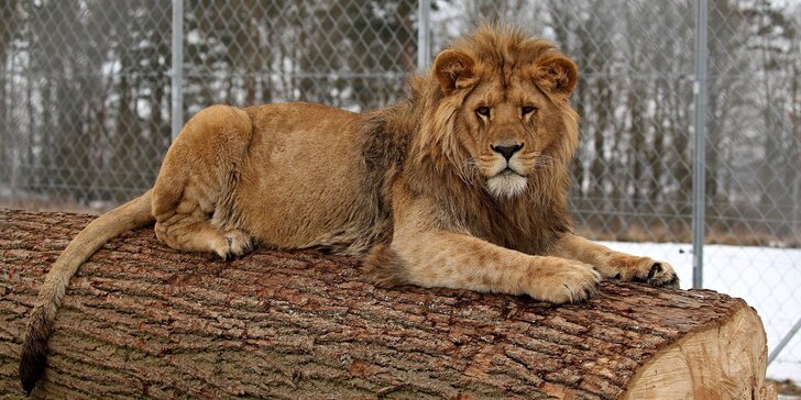 Nakrmte si krále zvířat: Rodinný pobyt s VIP vstupem do ZOO zadními vrátky