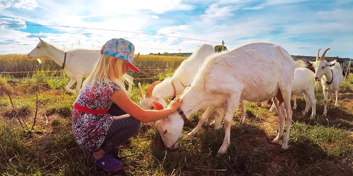 Navštivte velbloudy, lamy, vodního buvola a další zvířátka na Statku u Merlina