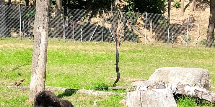 Zvířátka od ar po zubry: vstupné do zoologické zahrady v Táboře