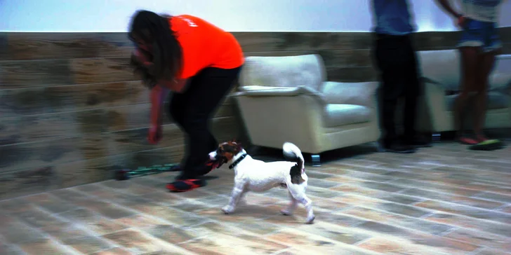 Pet Center: Pobyt v Psím hotelu na 1 nebo 3 noci pro malá i větší plemena psů