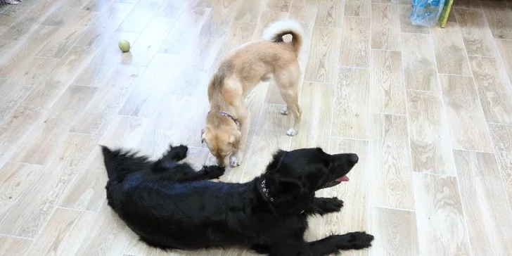 Pet Center: Pobyt v Psím hotelu na 1 nebo 3 noci pro malá i větší plemena psů