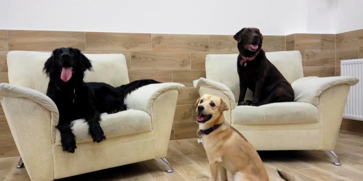 Pet Center: Pobyt v Psím hotelu na 1 nebo 3 noci pro malá i větší plemena psů