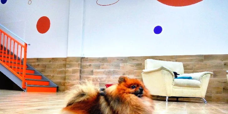 Pet Center: Pobyt v Psím hotelu na 1 nebo 3 noci pro malá i větší plemena psů