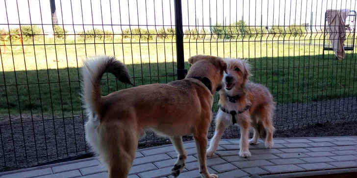 Pet Center: Pobyt v Psím hotelu na 1 nebo 3 noci pro malá i větší plemena psů