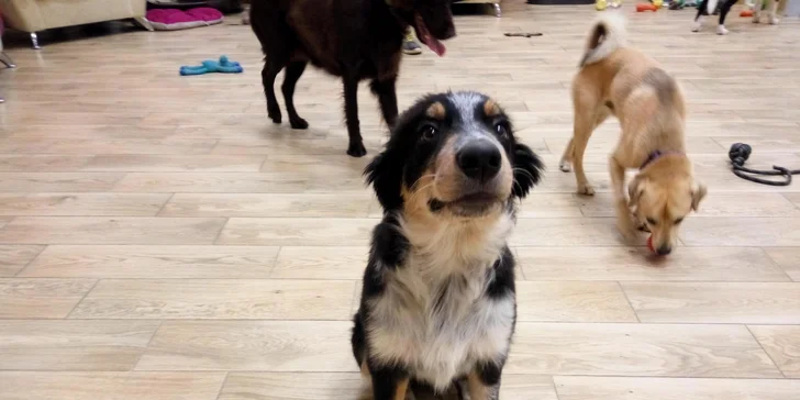 Pet Center: Pobyt v Psím hotelu na 1 nebo 3 noci pro malá i větší plemena psů