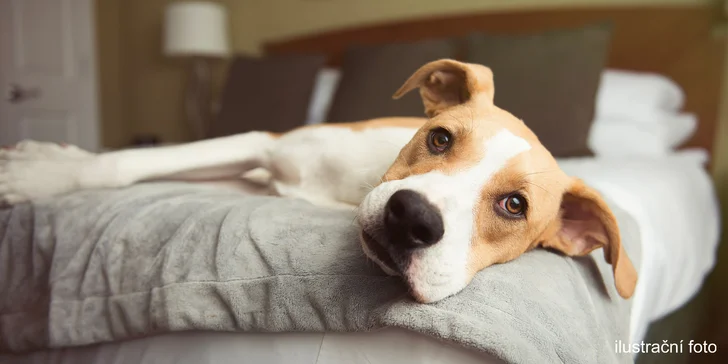 Pet Center: Pobyt v Psím hotelu na 1 nebo 3 noci pro malá i větší plemena psů
