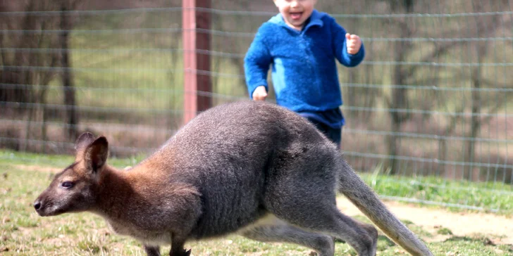 Farmapark pro jednotlivce i rodiny: krmení zvířátek a spousta atrakcí