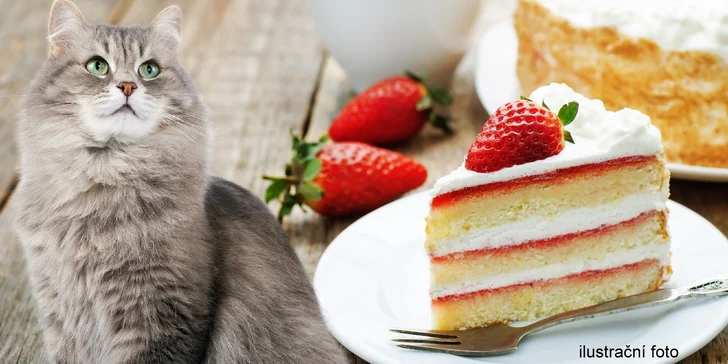 Toast a limonáda nebo káva a zákusek v kavárně plné koček pro jednoho i pro dva