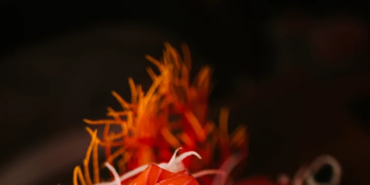 Tento unikátní interiér propojuje ochutnávku sushi s klubovou atmosférou, ve které si dopřejete drink a odstartujete zábavný večer v centru Brna. 