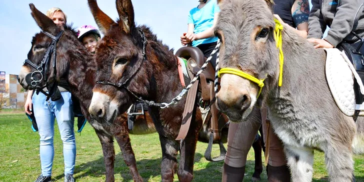 Oslí trek: 1–2hodinová rodinná vyjížďka s oslíky po přírodním parku