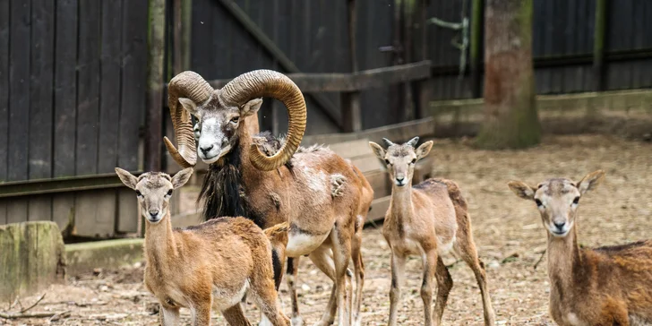 Komentovaná prohlídka zookoutku Chuchle i s krmením zvířat