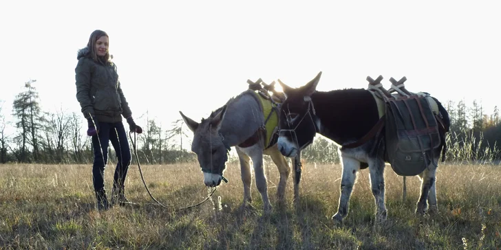Oslík je klidné a meditativní zvíře 