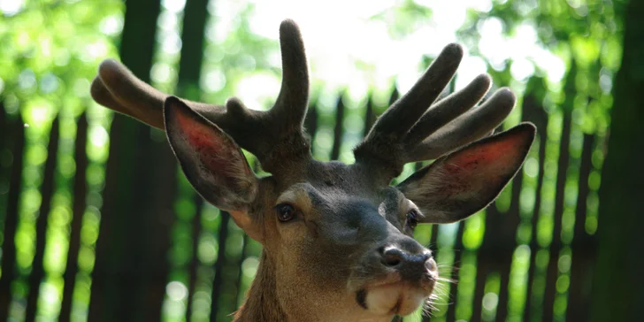 Komentovaná prohlídka zookoutku Chuchle i s krmením zvířat