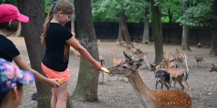 Komentovaná prohlídka zookoutku Chuchle i s krmením zvířat