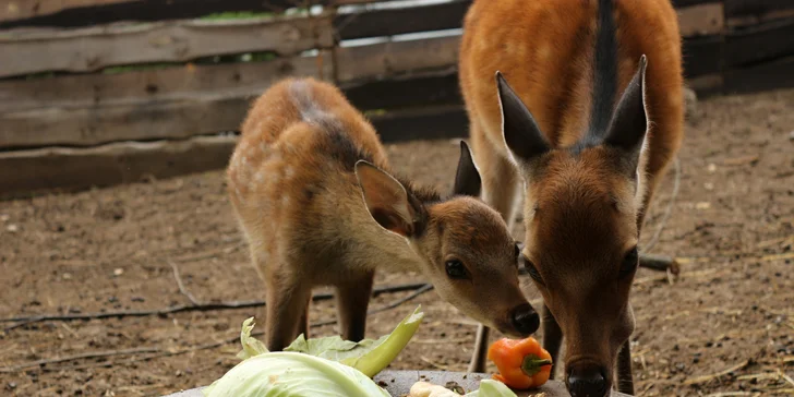 Komentovaná prohlídka zookoutku Chuchle i s krmením zvířat